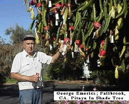Dragon+fruit+plant+how+to+grow