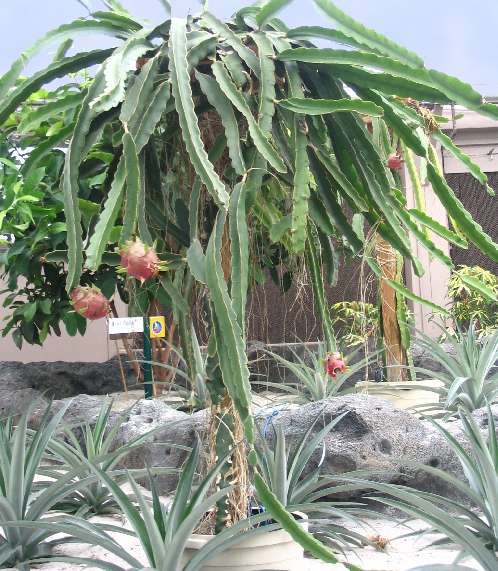 Dragon+fruit+plant+how+to+grow