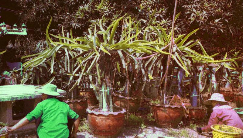 Dragon+fruit+plant+how+to+grow
